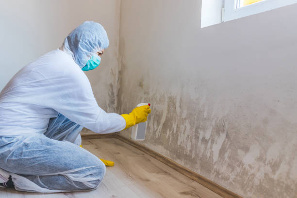 Professional mold removal team in Howell